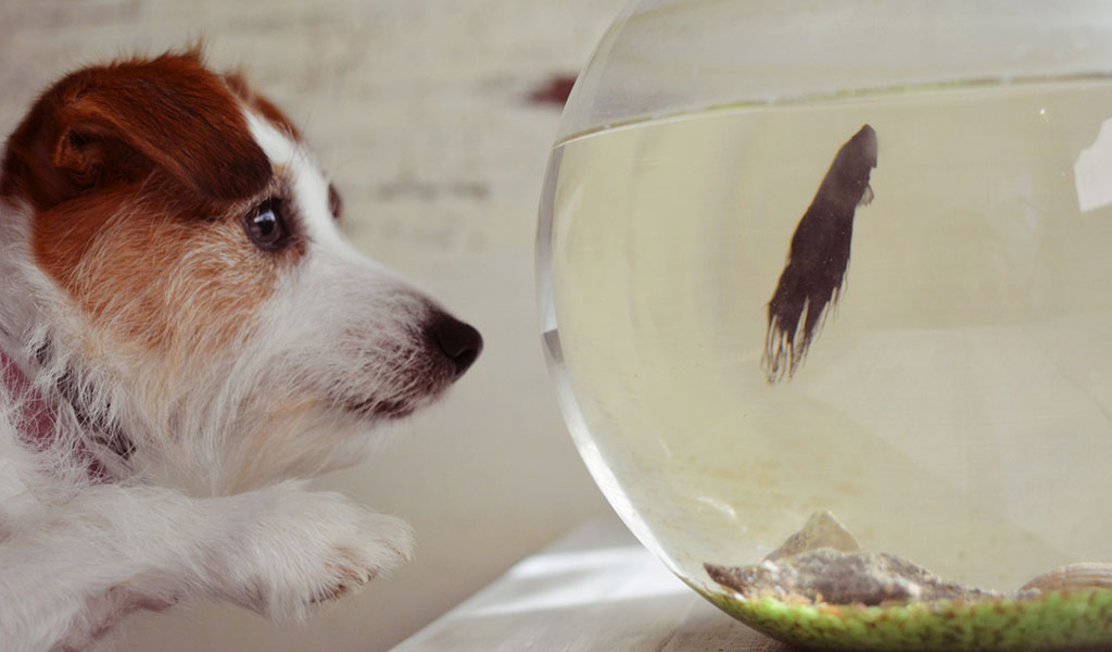 dog and fish