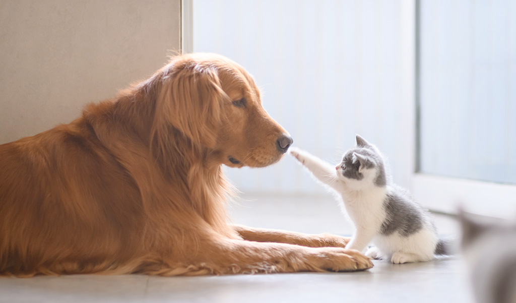 cat and dog