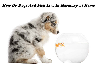 How Do Dogs And Fish Live In Harmony At Home