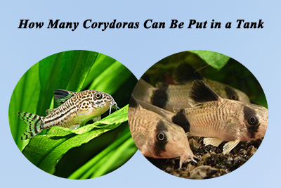 How many Corydoras in a tank