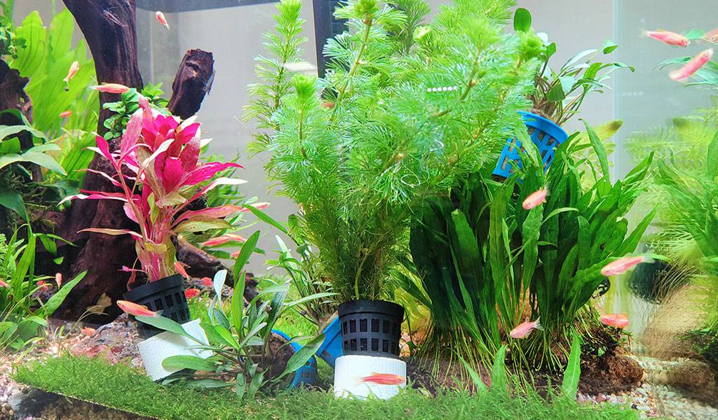 freshwater fish tank