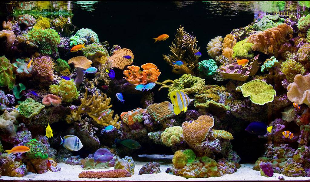 saltwater fish tank