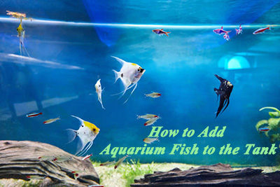 How to Add Aquarium Fish to the Tank