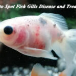 How to Spot Fish Gills Disease and Treat Them