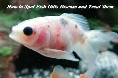 How to Spot Fish Gills Disease and Treat Them