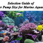 Selection Guide of Water Pump for Marine Aquarium