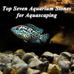 Top Seven Aquarium Stones for Aquascaping