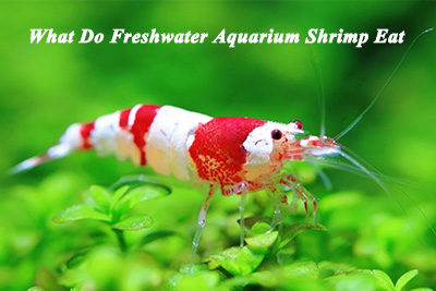 What Do Freshwater Aquarium Shrimp Eat