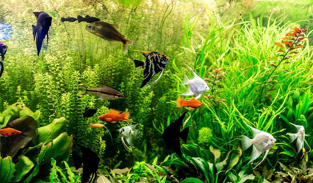 The Best Size for a Tropical Fish Home Aquarium - hygger