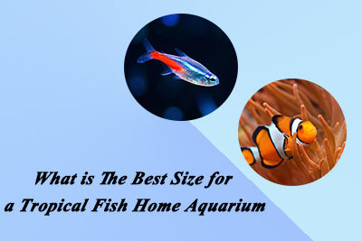 What is The Best Size for a Tropical Fish Home Aquarium
