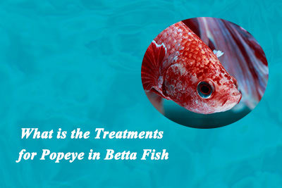 What is the Treatments for Popeye in Betta Fish