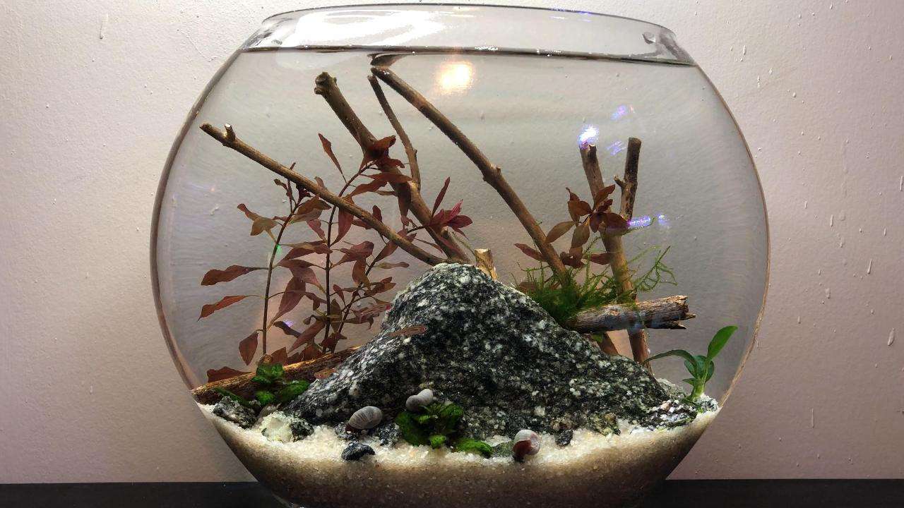 Fish Bowl Aquascaping Tutorial Video - hygger