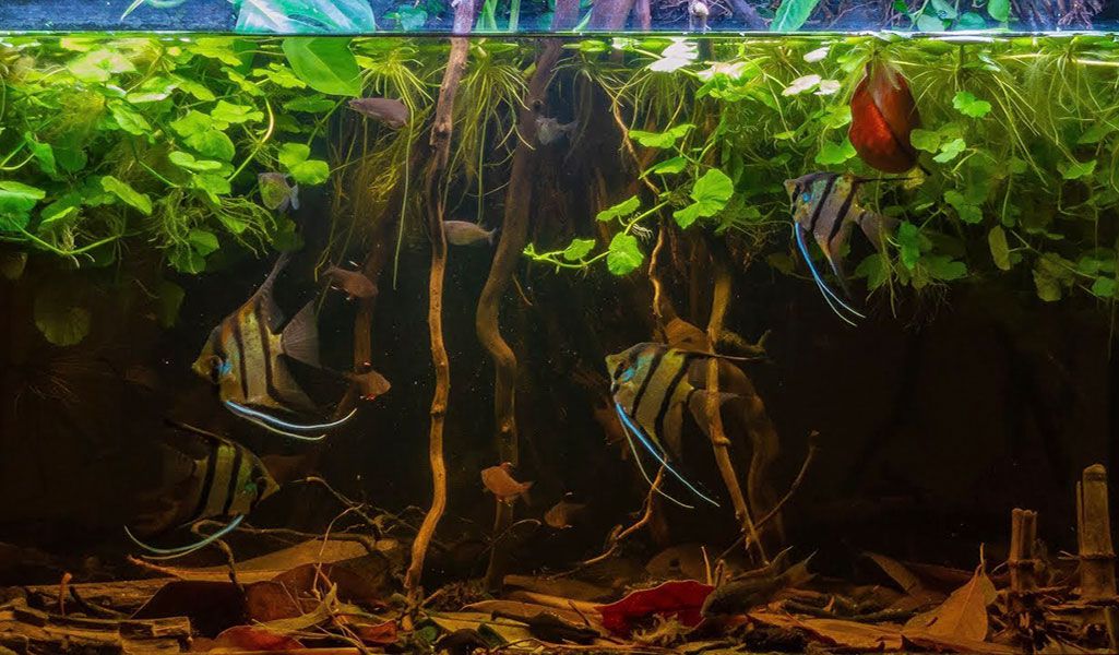 A Summary of Blackwater Aquarium - hygger