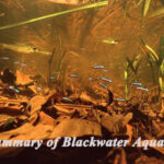 A Summary of Blackwater Aquarium