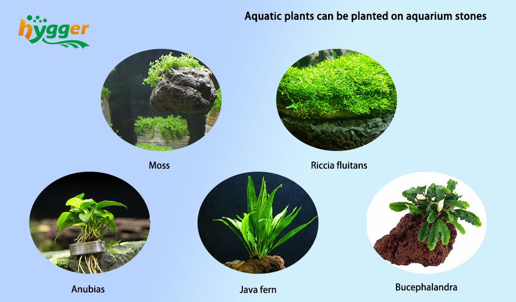 aquatic plants for aquarium stone