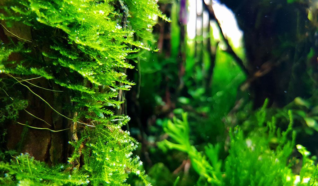 aquatic plants