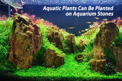 Aquatic Plants Can Be Planted on Aquarium Stones