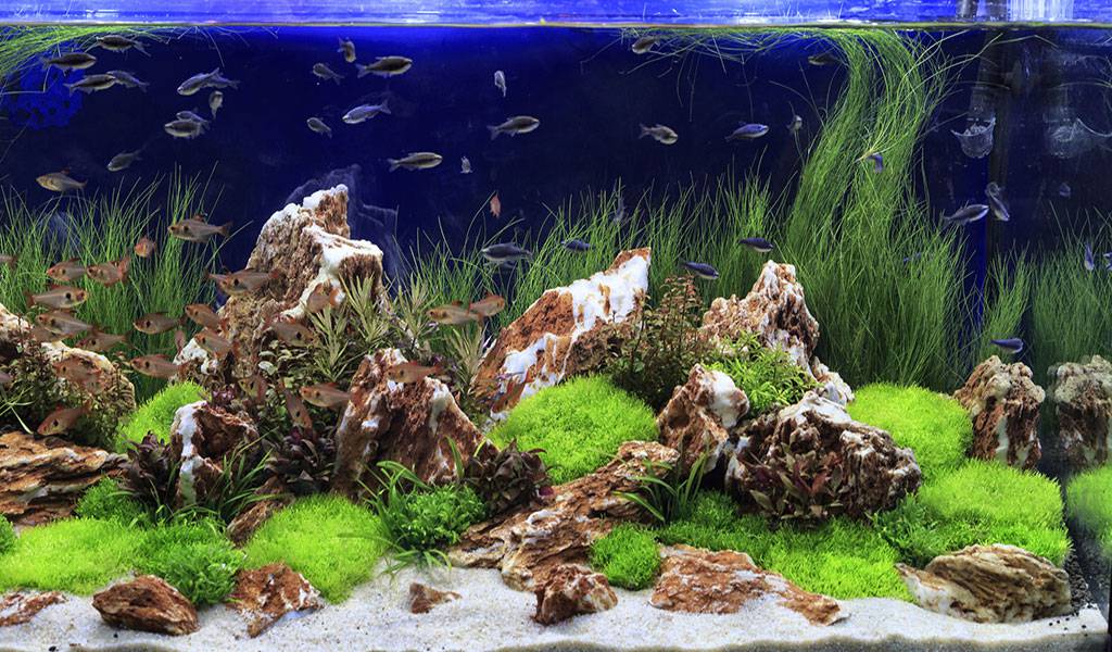 clean a contaminated aquarium