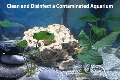 Clean and Disinfect a Contaminated Aquarium