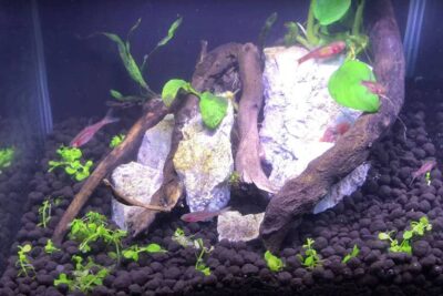 Create A Snail Small Aquascape With hygger 033 Light