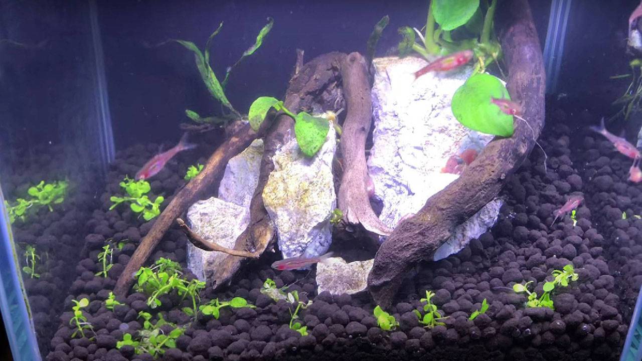 Create snail aquascape