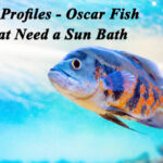 Fish Profiles – Oscar Fish That Need a Sun Bath