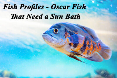 Fish Profiles – Oscar Fish That Need a Sun Bath