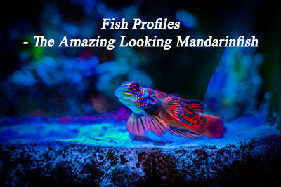 Fish Profiles – The Amazing Looking Mandarinfish