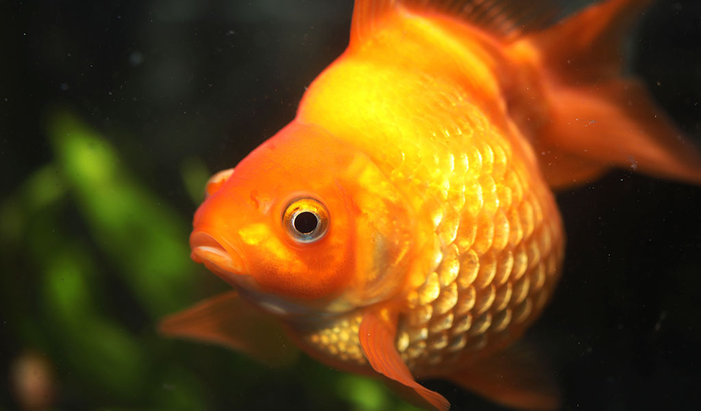 Fish Scale Disease Symptoms and Treatment - hygger