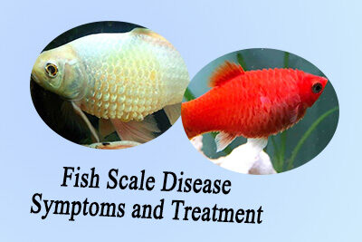 Fish Scale Disease Symptoms and Treatment