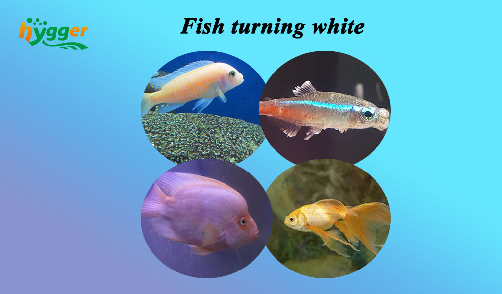 fish is turning white