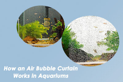 How an Air Bubble Curtain Works in Aquariums