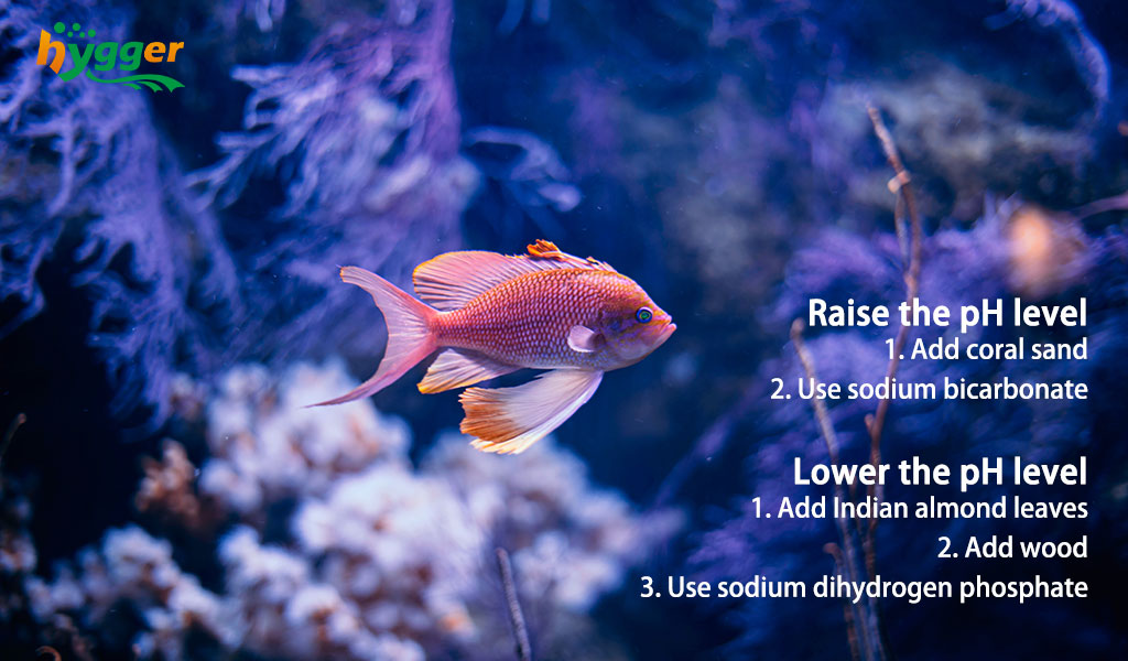 How to Test PH Levels in Your Aquarium 