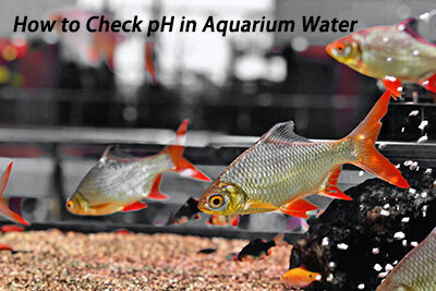 How to Check pH in Aquarium Water