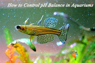 How to Control pH Balance in Aquariums