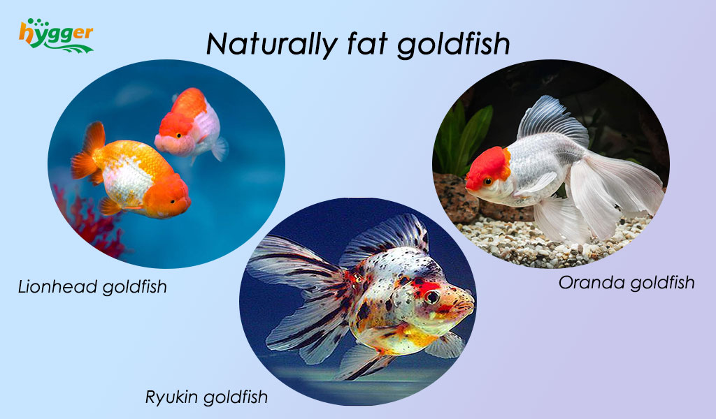 naturally fat goldfish, jumbo goldfish