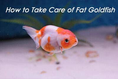 How to Take Care of Fat Goldfish