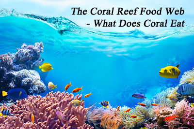 The Coral Reef Food Web – What Does Coral Eat