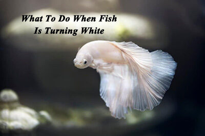 What To Do When Fish Is Turning White