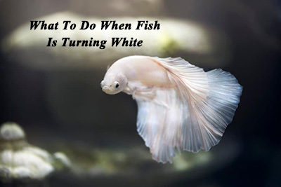 why fish fading