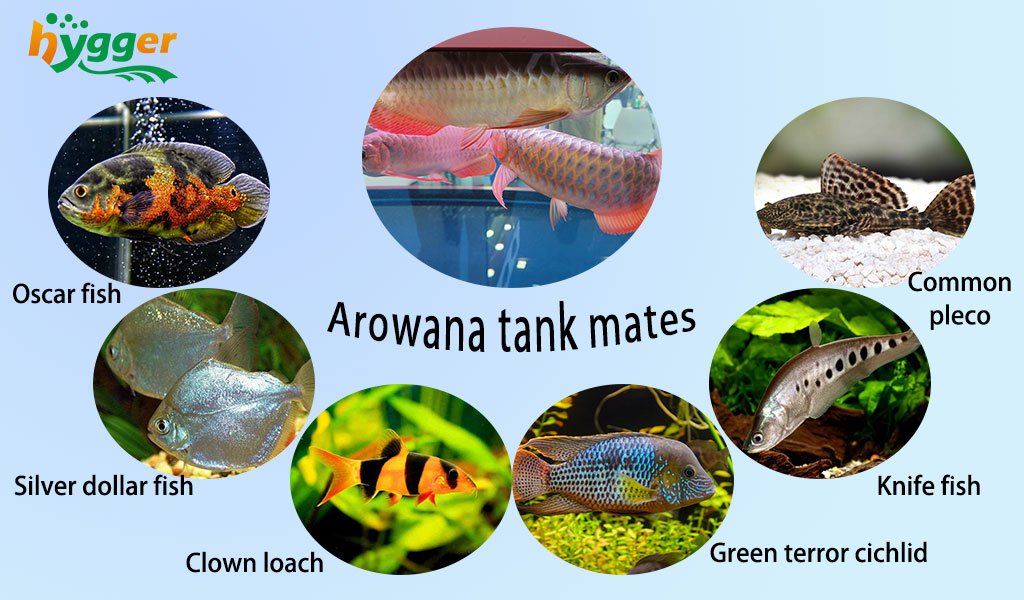 What Are the Best Arowana Tank Mates hygger