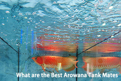 What are the Best Arowana Tank Mates
