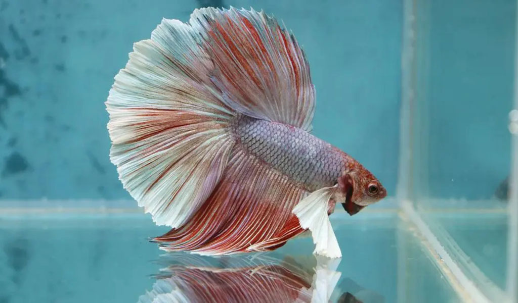 flaring betta