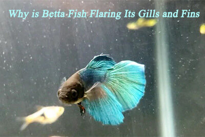 Why is Betta Fish Flaring Its Gills and Fins