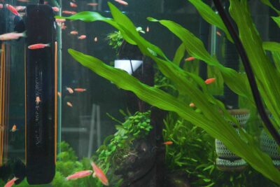 hygger Aquarium 060 Quartz Heater Tips Video
