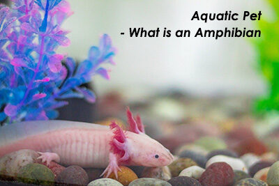 Aquatic Pet – What is an Amphibian