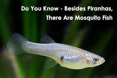 Do You Know – Besides Piranhas, There Are Mosquito Fish