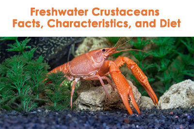 Freshwater Crustaceans Facts, Characteristics, and Diet