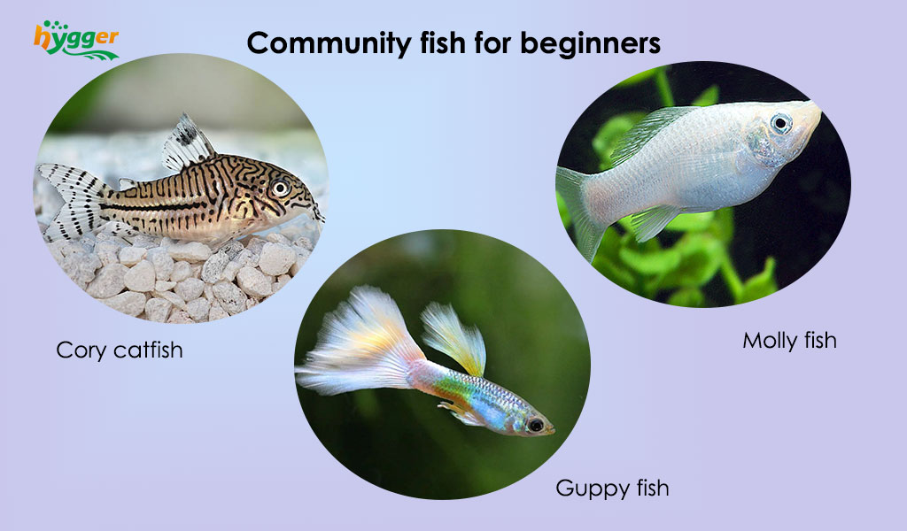 Community fish for beginners