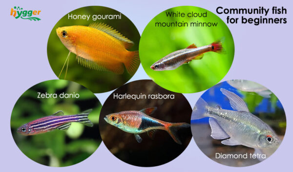 Freshwater Peaceful Community Fish for Beginners - hygger